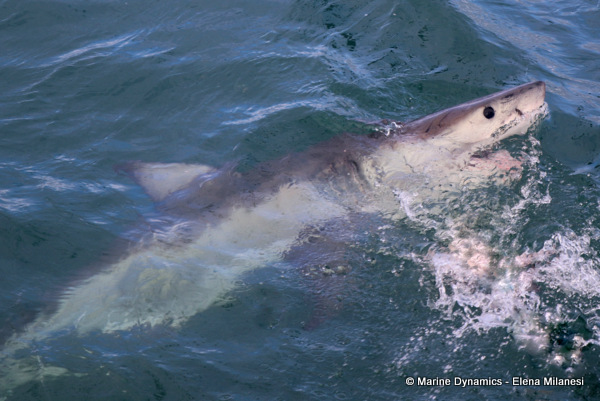 Great White shark, South Africa