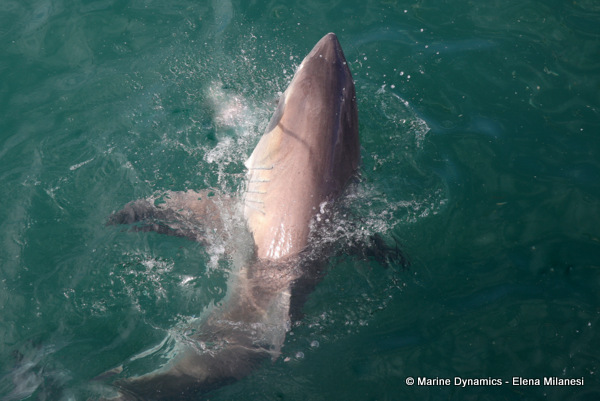 Great White shark, South Africa
