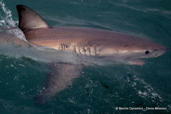 Great White shark, South Africa
