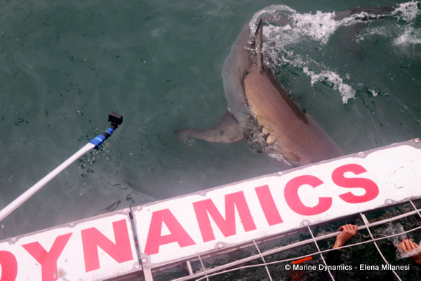 Great White shark, South Africa
