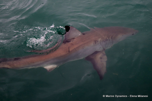 Great White shark, South Africa