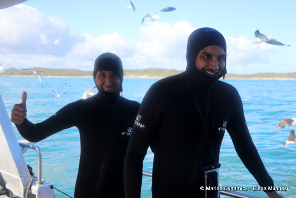 shark cage diving, South Africa
