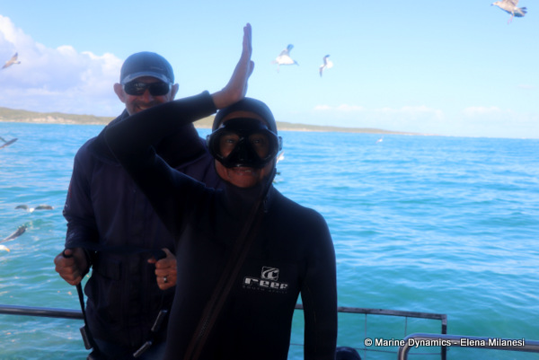shark cage diving, South Africa