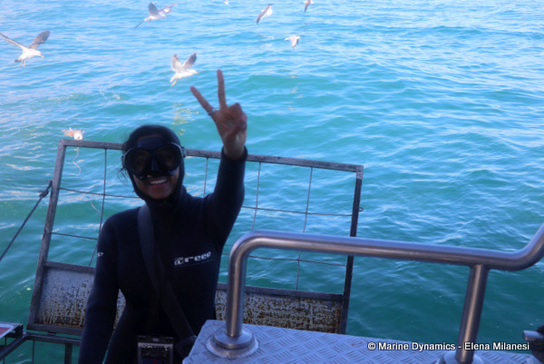shark cage diving, South Africa