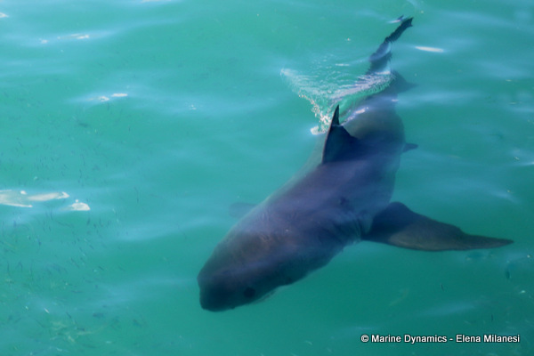 Great White shark, South Africa