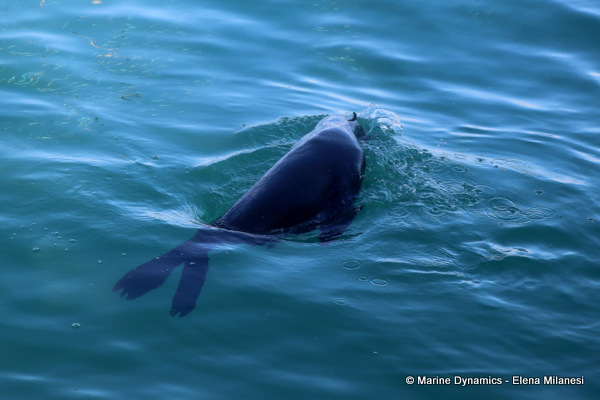 Cape Fur Seal, South Africa 