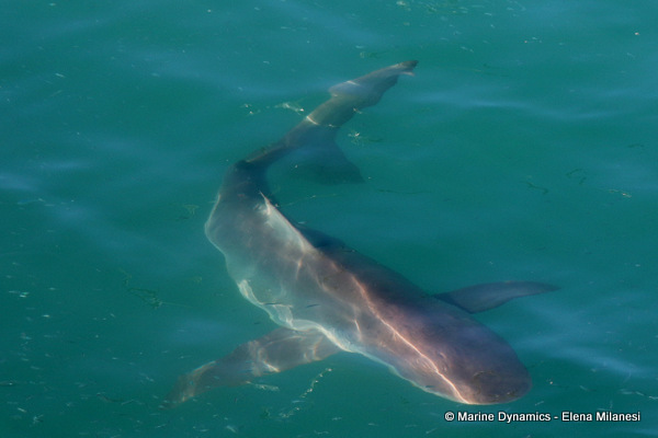 Bronze whaler shark, South Africa 