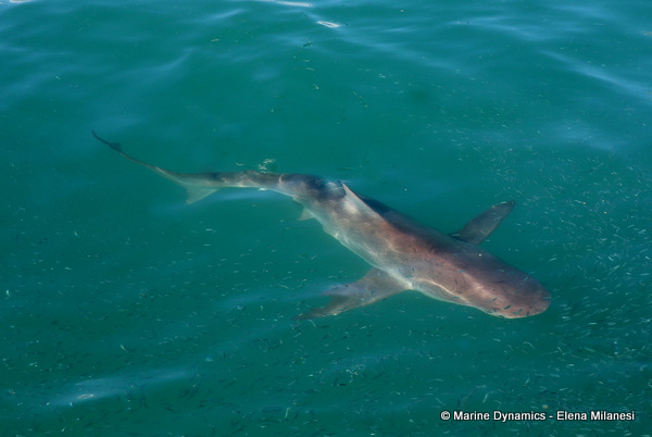 Bronze whaler shark, South Africa