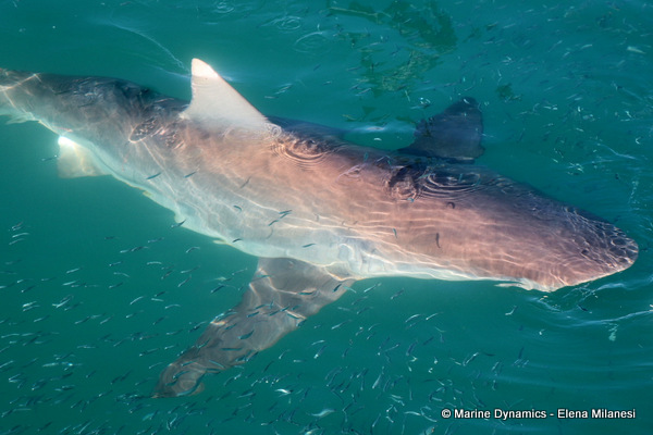Bronze whaler shark, South Africa 