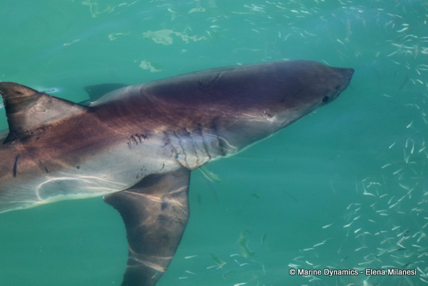 Great White shark, South Africa 
