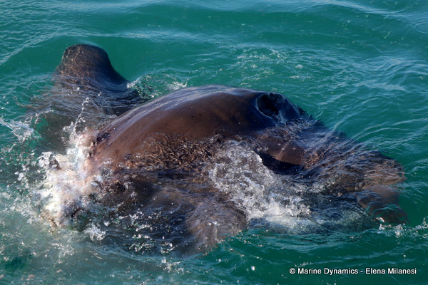 Short-tail stingray, South Africa 