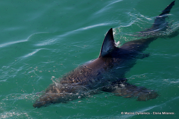 Great White shark, South Africa 
