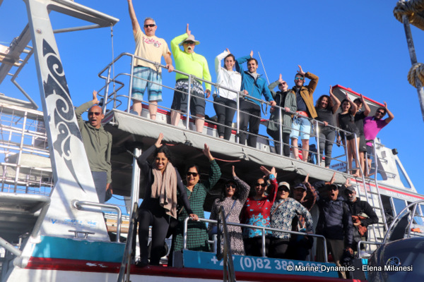 shark cage diving, South Africa