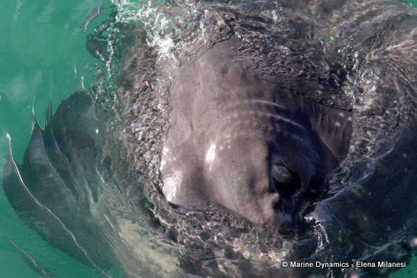 Short-tail stingray, South Africa