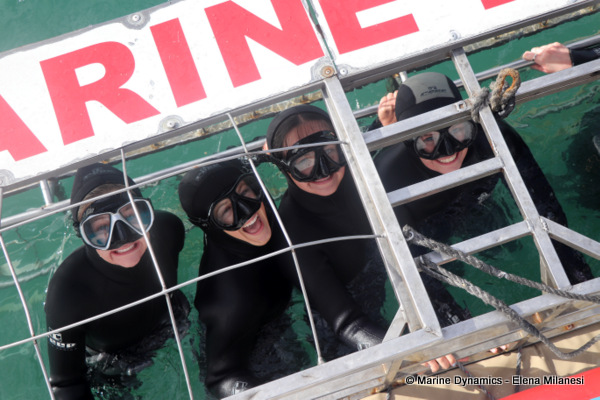 Shark cage diving, South Africa