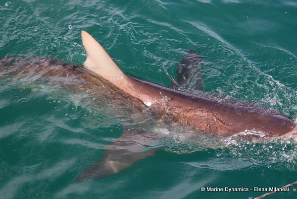 Bronze whaler shark, South Africa