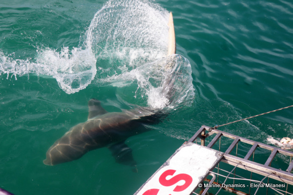 Bronze whaler shark, South Africa