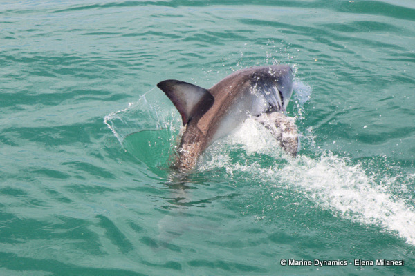 Great White shark, South Africa