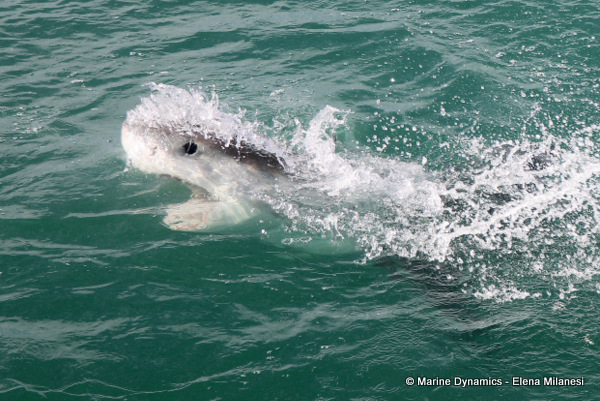 Great White shark, South Africa
