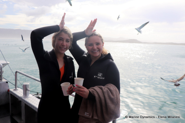 Shark cage diving, South Africa