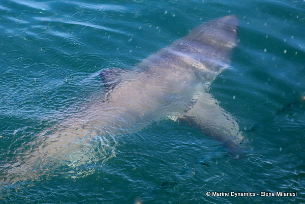 Great White shark, South Africa