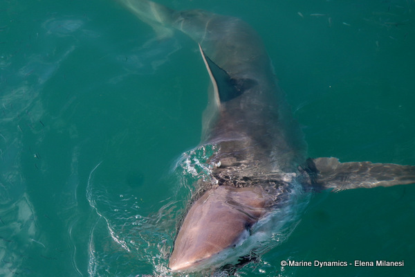 Bronze whaler shark, South Africa