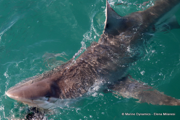 Bronze whaler shark, South Africa