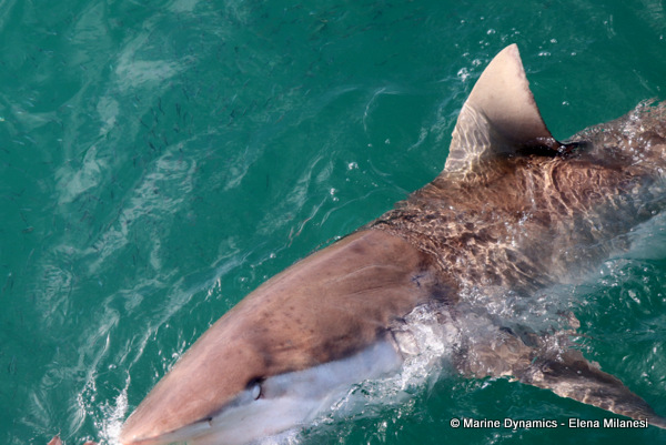 Bronze whaler shark, South Africa