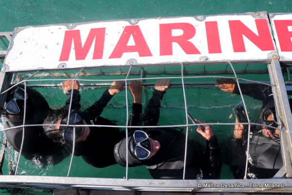 shark cage diving, South Africa