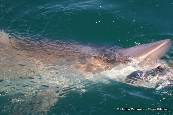 Bronze whaler shark, South Africa