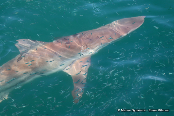 Bronze whaler shark, South Africa