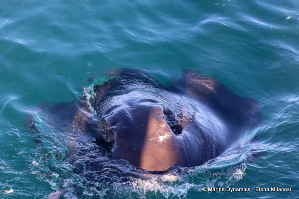 Short-tail stingray, South Africa