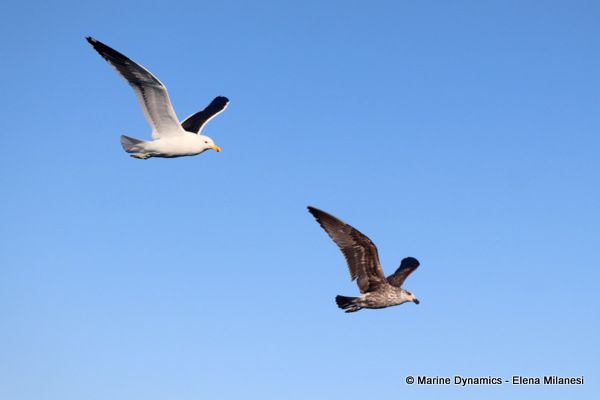 Kelp gulls, South Africa