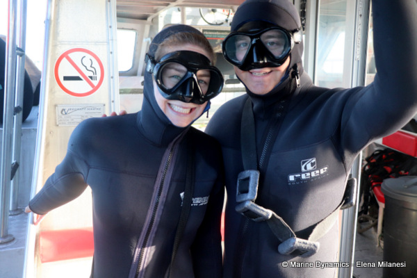 shark cage diving, South Africa