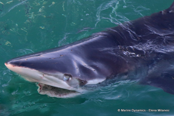 Bronze whaler shark, South Africa