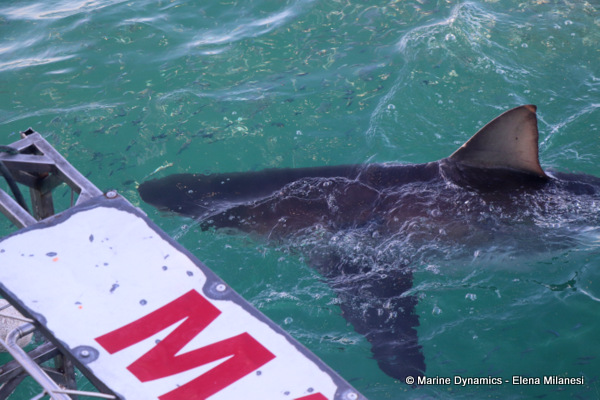 Bronze whaler shark, South Africa