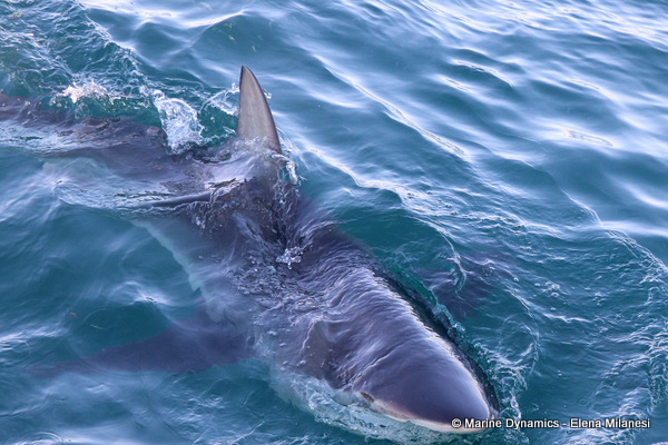 Bronze whaler shark, South Africa