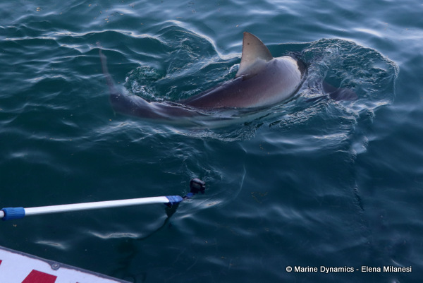 Bronze whaler shark, South Africa
