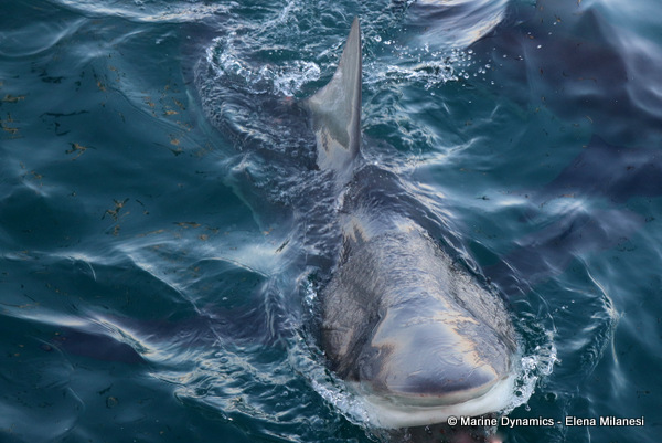 Bronze whaler shark, South Africa