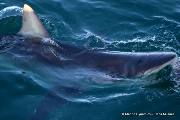 Bronze whaler shark, South Africa 