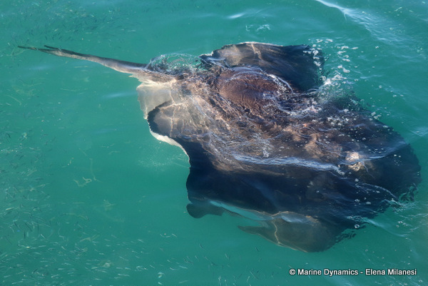 Short-tail stingray, South Africa 