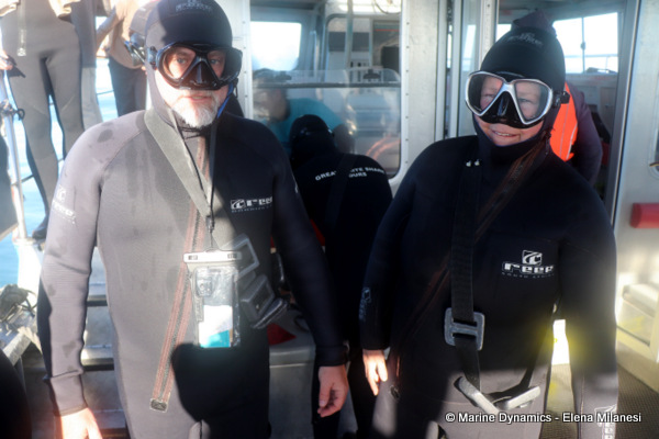 shark cage diving, South Africa