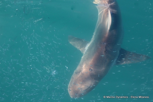 Bronze whaler shark, South Africa 