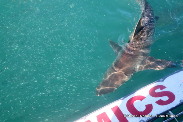 Bronze whaler shark, South Africa 
