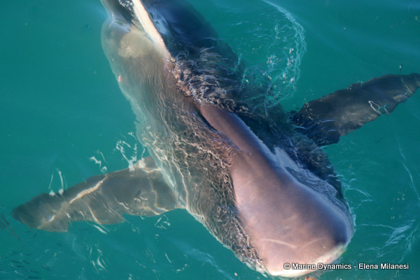 Bronze whaler shark, South Africa 