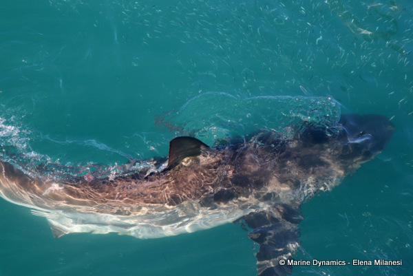 Bronze whaler shark, South Africa 