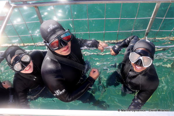 shark cage diving, South Africa