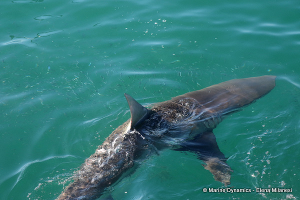 Bronze whaler shark, South Africa 