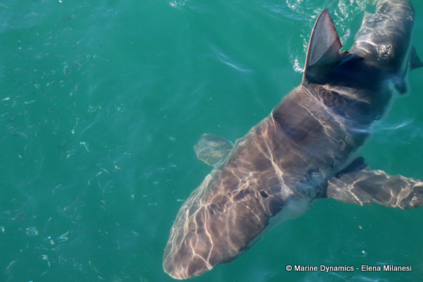 Bronze whaler shark, South Africa 