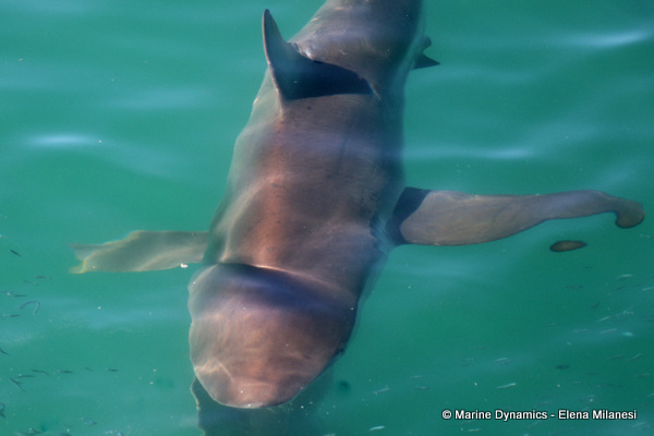 Bronze whaler shark, South Africa 